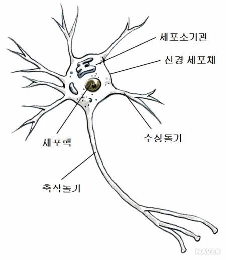 뇌 신경세포 구조