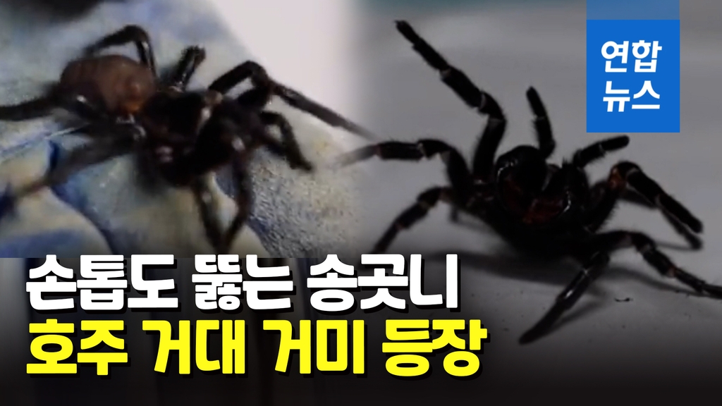 [영상] 손톱 뚫는 깔때기그물거미…일부는 독까지 '뿜뿜' - 2
