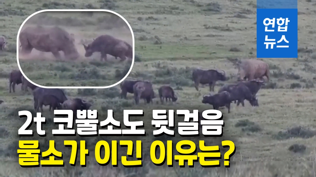 [영상] 몸집 3배 큰 코뿔소 이긴 물소…비밀 병기는? - 2
