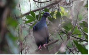 작년 특정도서 정밀조사에서 발견된 멸종위기 야생생물 2급 흑비둘기