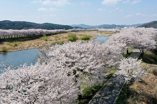 보청천 20㎞ 벚꽃길 즐겨요 보은서 29∼31일 축제