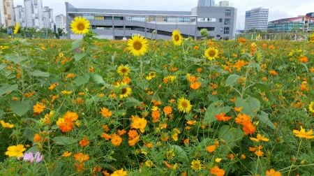 김천시, 율곡동 문화시설용지에 조성한 꽃밭 시민개방 - 1