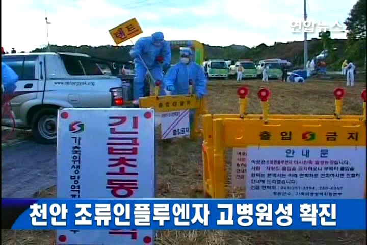 천안 조류인플루엔자 고병원성 확진
(천안=연합뉴스) 정태진 이연정 기자 = 전국적으로 구제역이 확산되고 있는 가운데 충남 천안에서 고병원성 조류인플루엔자(AI)가 발생해 충남도에 비상이 걸렸다.
충남도는 31일 "지난 29일 조류인플루엔자 의심신고가 접수된 천안 풍세면 종오리(씨오리) 농장에서 시료를 채취해 국립수의과학검역원에 정밀검사를 의뢰한 결과 '고병원성' 판정을 받았다"고 밝혔다.
이 농장은 경기도 안성의 부화장에 종란을 공급하는 곳으로, 지난 29일 농장 8개동 중 1개동의 산란율이 급격히 감소하자 충남도 가축위생연구소에 신고했다.
풍세면 농장에서 기르던 오리 1만850여마리는 예방 차원에서 지난 30일 모두 살처분된 상태다.
충남도는 이 농장에서 검출된 조류인플루엔자 바이러스가 고병원성 판정을 받음에 따라 해당 농장을 중심으로 반경 10㎞의 방역대를 설정하는 한편, 긴급 대책 회의에 들어갔다.
또 천안시는 이 농장과 함께 종란을 생산해 안성 부화장으로 공급하던 인근 종오리 농가 3곳에서 사육되는 종오리 2만7천여마리에 대해서도 살처분 결정을 내리고, 전직원을 동원해 긴급 방역 작업을 벌이고 있다.
시 관계자는 "풍세면 농장에는 15대의 방역차량을 추가로 보냈으며, 시 산하 전 공무원은 당분간 2교대로 방역작업에 투입된다"고 밝혔다.
국립수의과학검역원의 디지털가축방역시스템 자료에 따르면 풍세면 농장 반경 500m(오염지역) 안에는 가금류 농장이 없으며, 3㎞(위험지역) 안에는 16개 농가가 닭 53만9천여마리를, 10㎞(경계지역) 안에서는 72개 농가가 닭 233만3천227마리와 오리 2만8천410마리 등 243만8천937마리의 가금류를 사육 중인 것으로 나타났다.
jtj@yna.co.kr
rainmaker@yna.co.kr