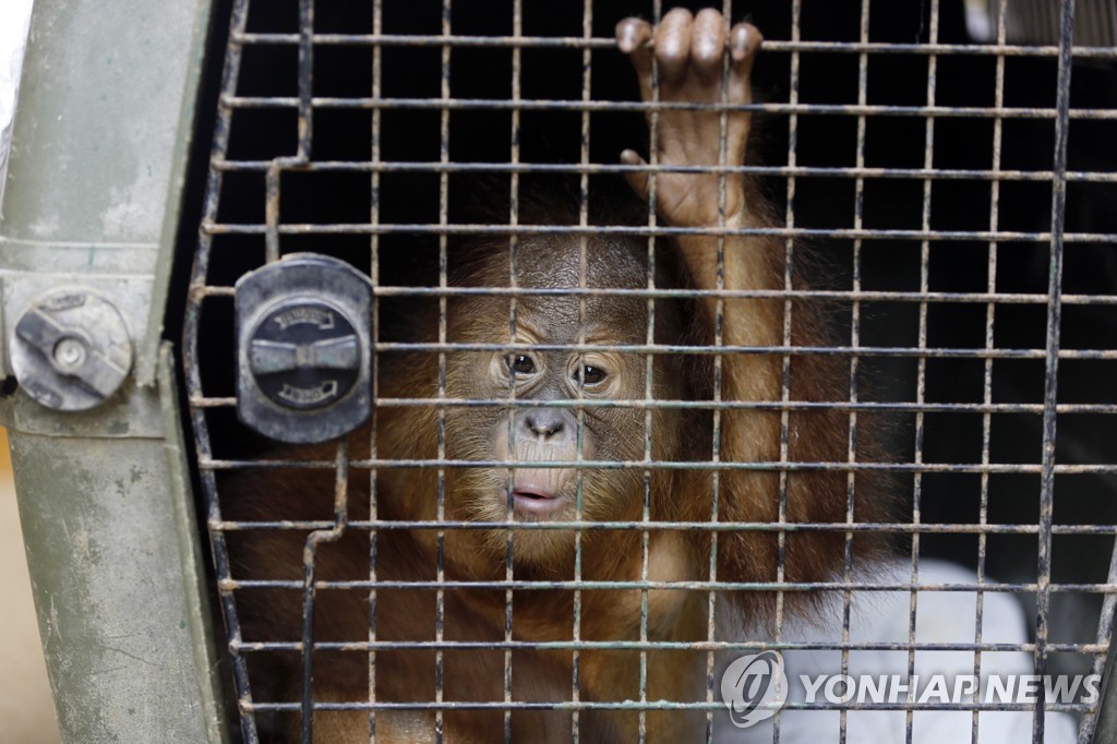 Indonesia Orangutan