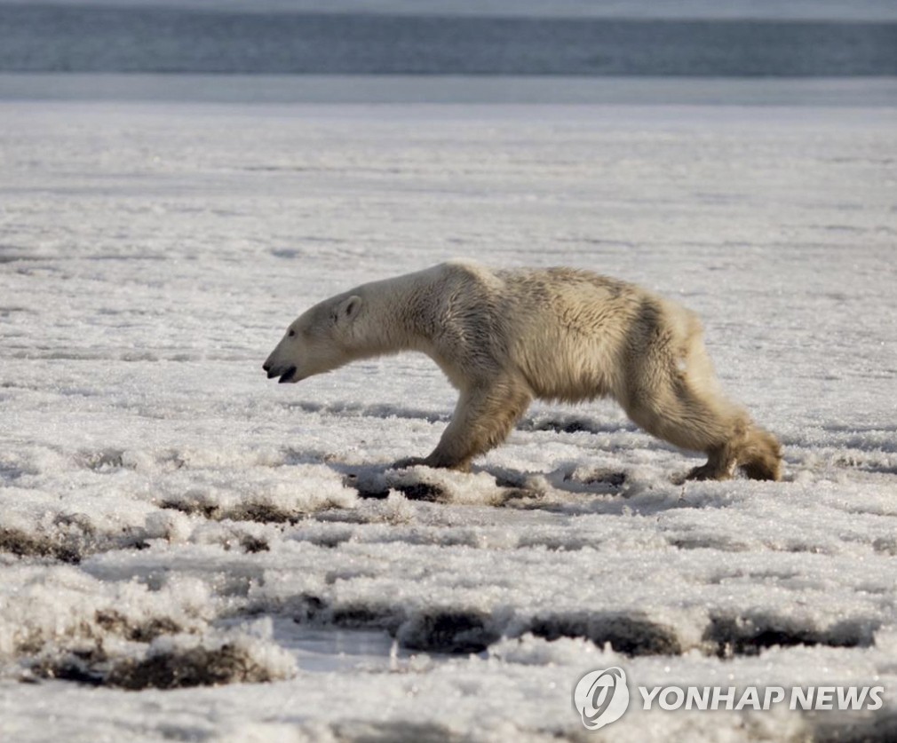 Russia Polar Bear's Journey