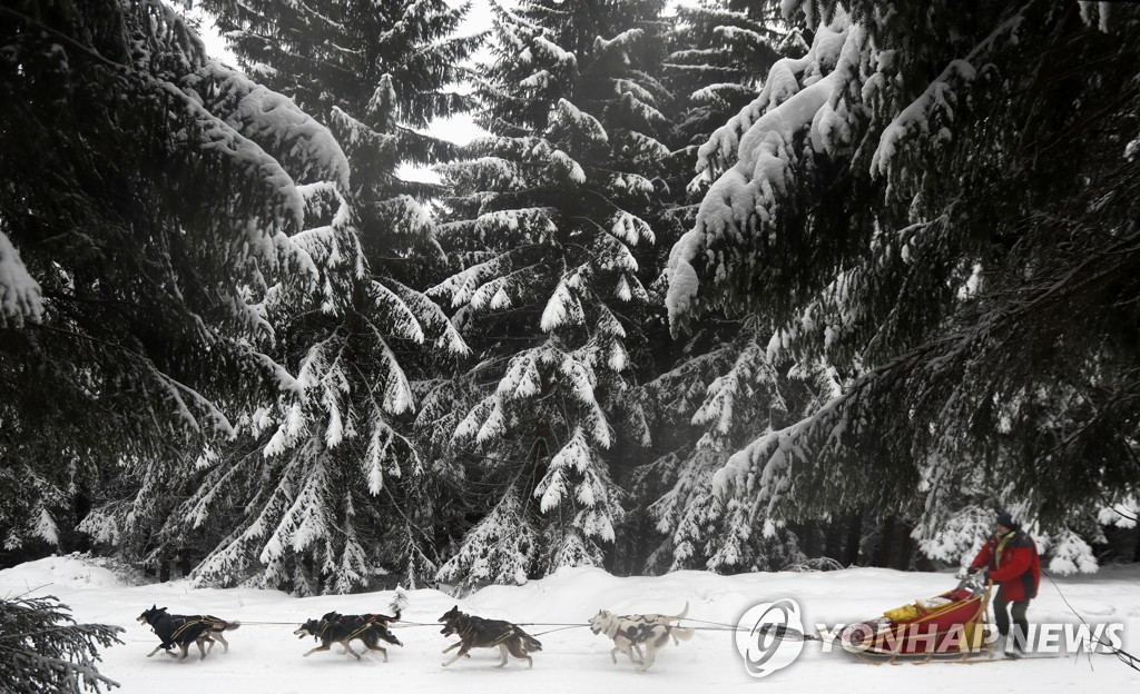 Czech Republic Dog Sled Race