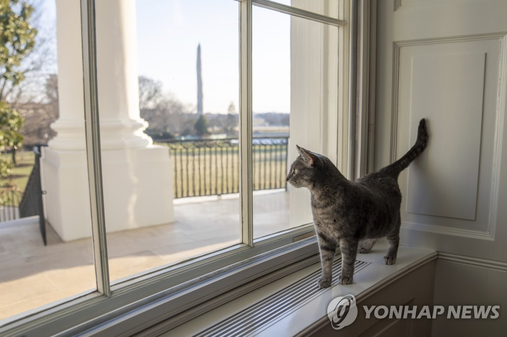 바이든 대통령의 고양이 '윌로'