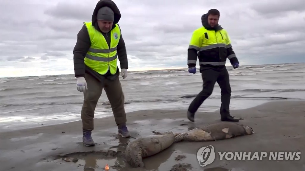 러시아 해변으로 밀려온 바다표범 사체