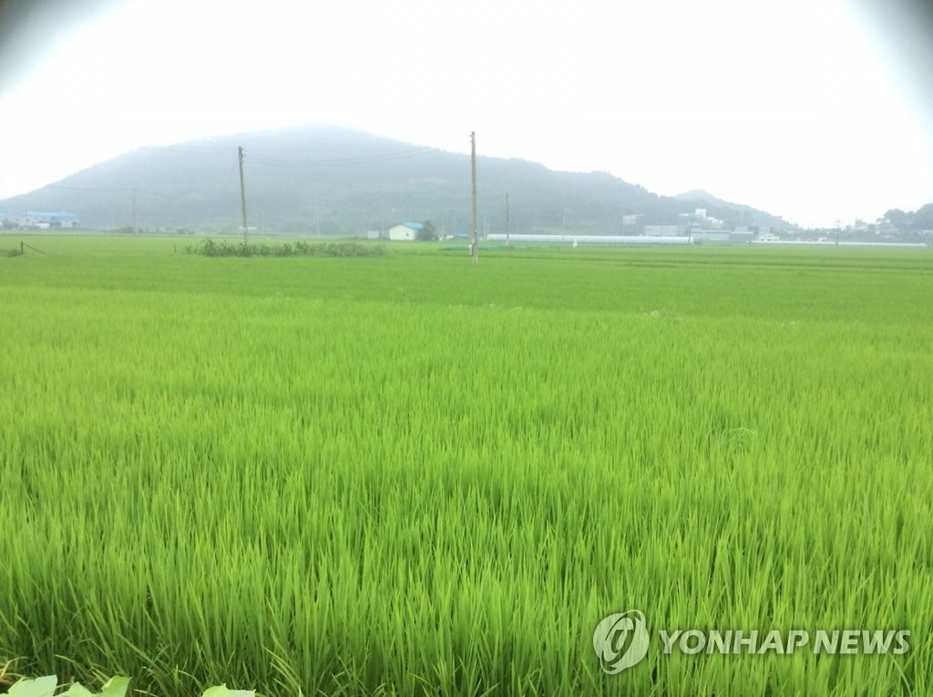 논 벼