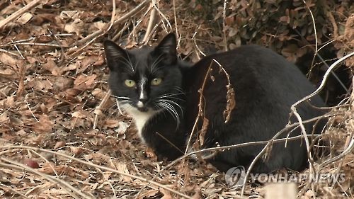 검은고양이