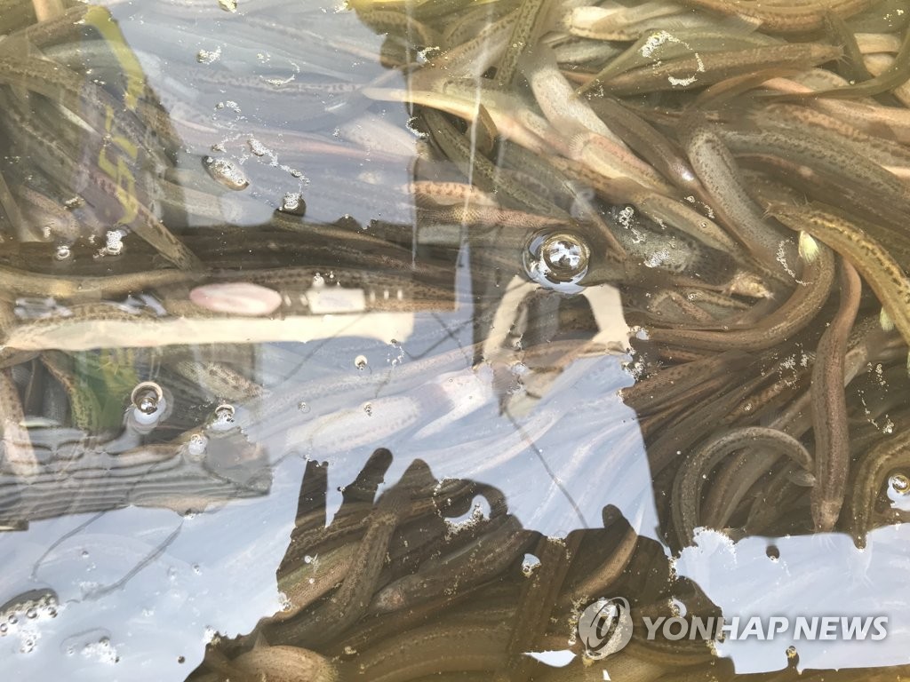 미꾸라지