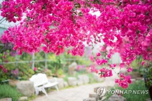 제주 한림공원 온실에 핀 부겐빌레아