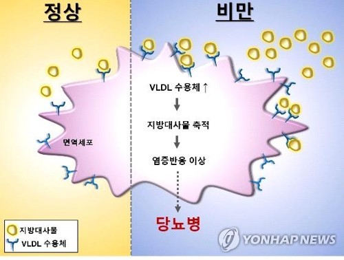당뇨병 발병 메커니즘(그래픽)