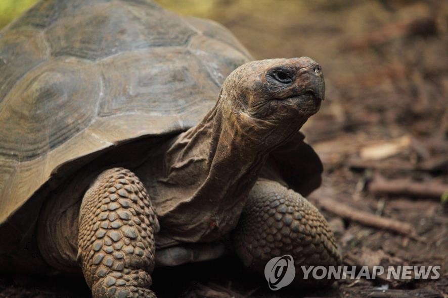 육지거북 자료사진