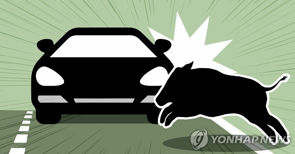 멧돼지 로드킬 (PG)