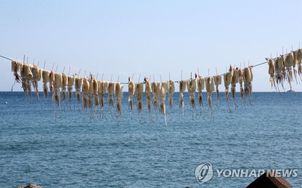 건조 중인 오징어