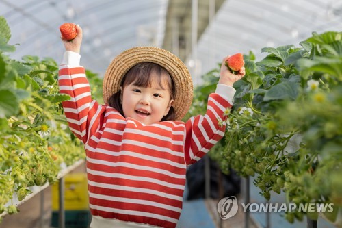 딸기향 가득, 추억도 한가득…논산딸기축제 21일∼24일 개최