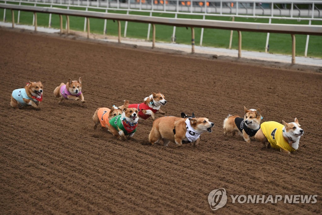 US-DOGS-RACE-CORGI