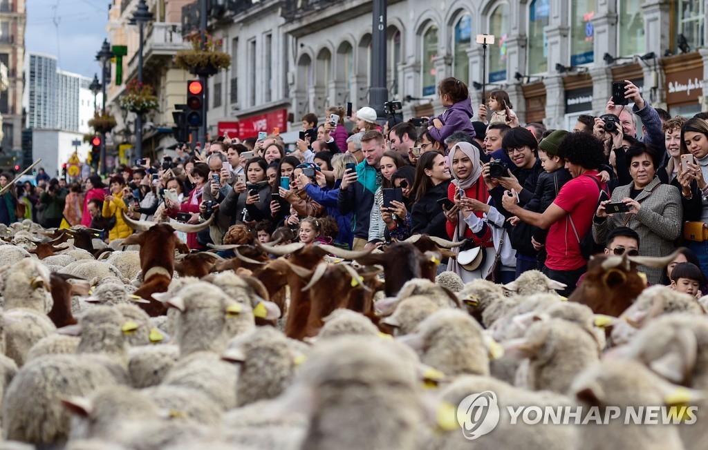 SPAIN-TRADITION-ANIMALS-TRANSHUMANCE-SHEEP