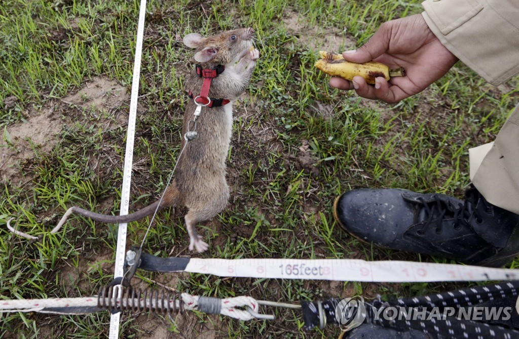 CAMBODIA LANDMINE RATS