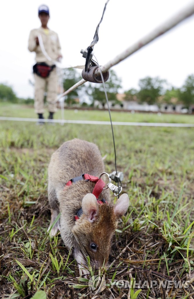 CAMBODIA LANDMINE RATS