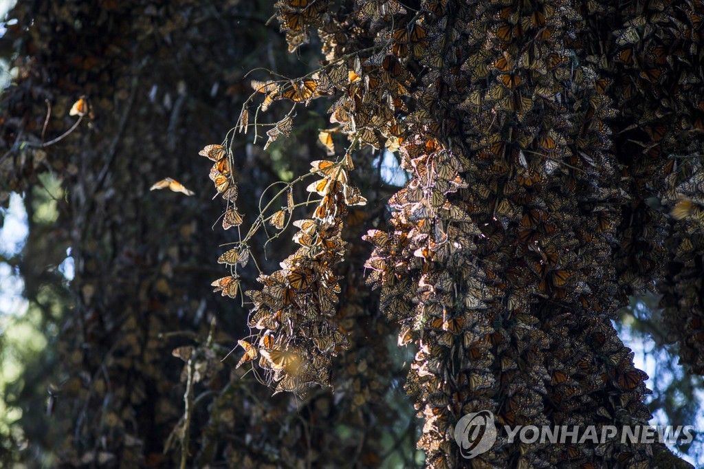 멕시코 미초아칸주 제왕나비 보호구역의 나무에 붙어있는 나비떼