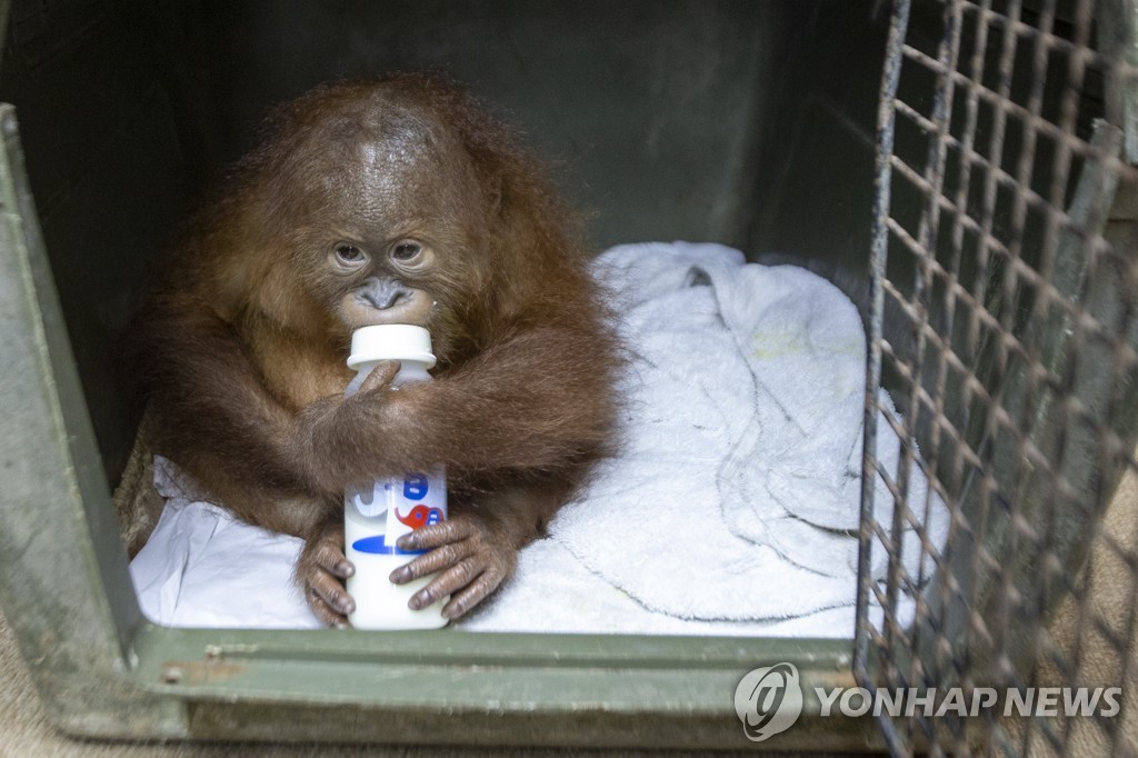 epaselect INDONESIA ORANGUTAN SMUGGLING