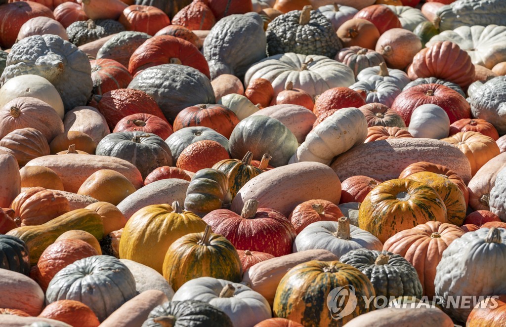 GERMANY PUMPKIN FESTIVAL