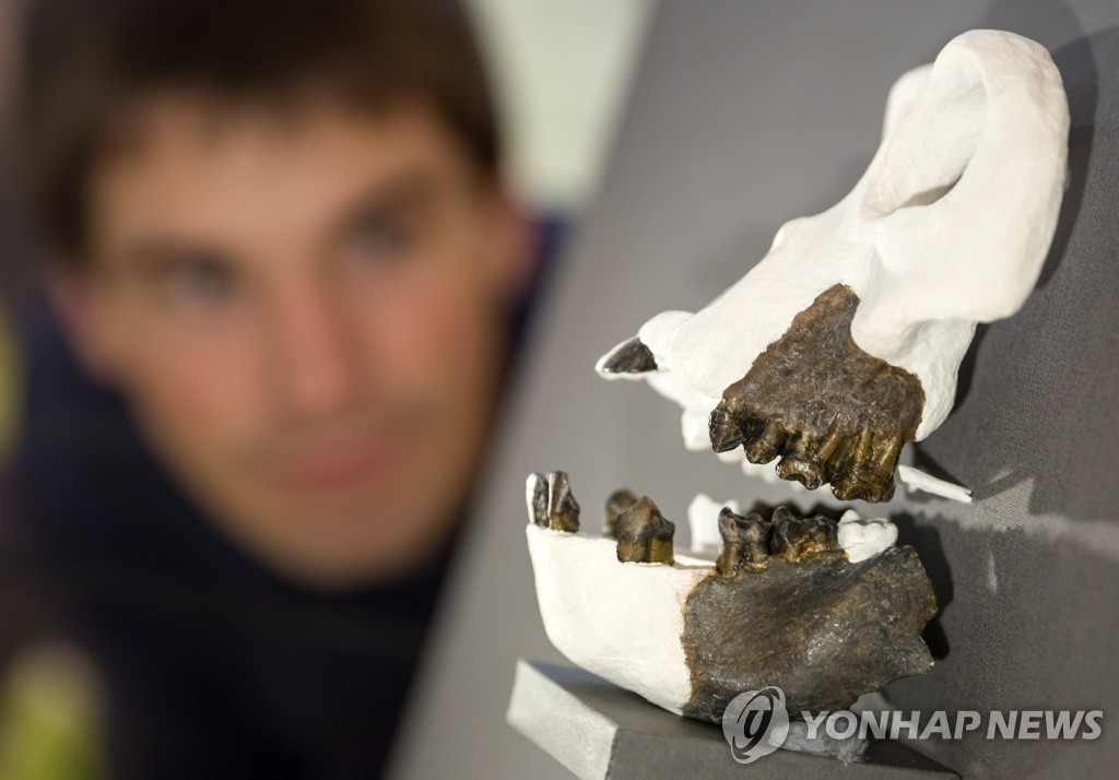 약 1200만년전 직립보행 영장류 '다누비우스 구겐모시' 화석 공개