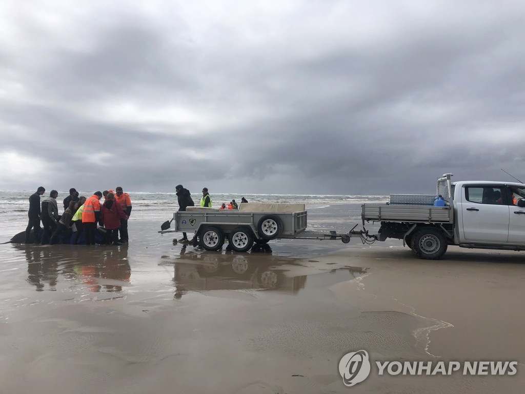 AUSTRALIA TASMANIA ANIMALS STRANDED WHALES
