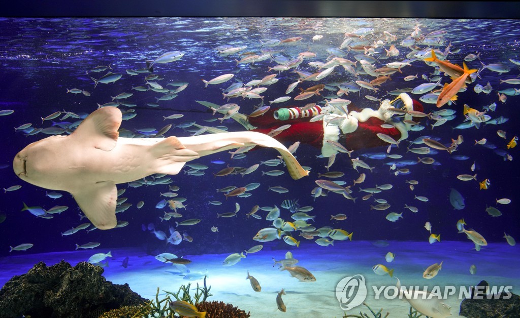 '물속에서 만나는 산타'…일본 크리스마스 맞이 수중공연