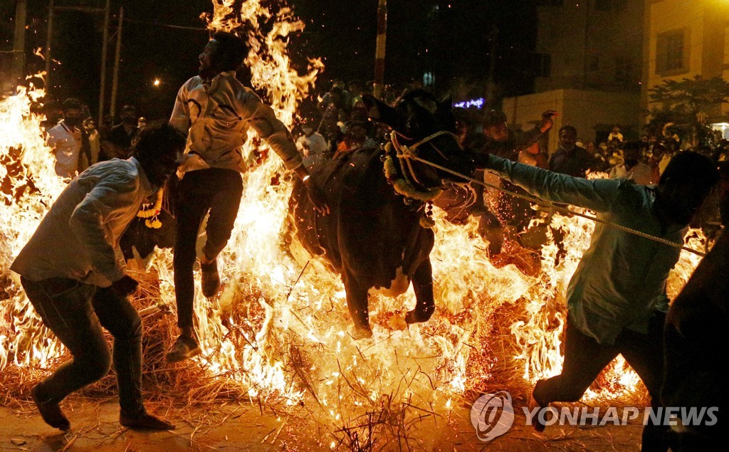 인도 힌두교 축제서 화염 속으로 뛰어드는 소