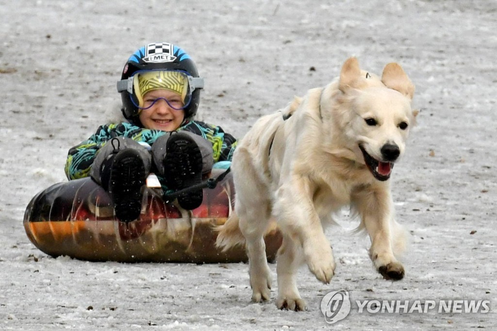 Sled dog racing in Abakan, Russia