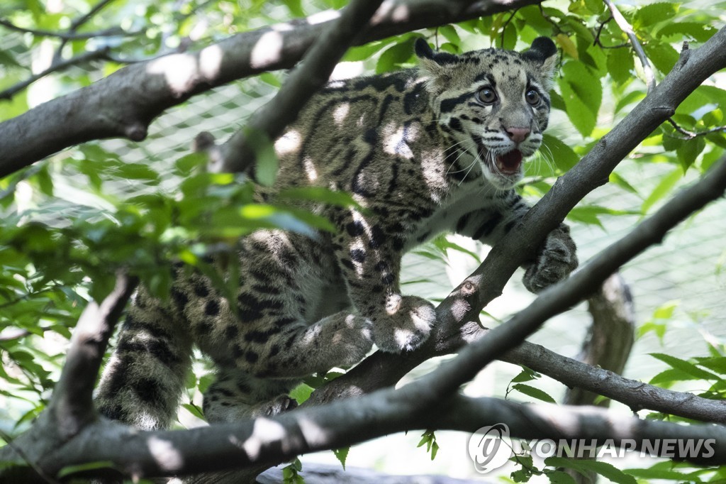 CLOUDY LEOPARDS ZOO