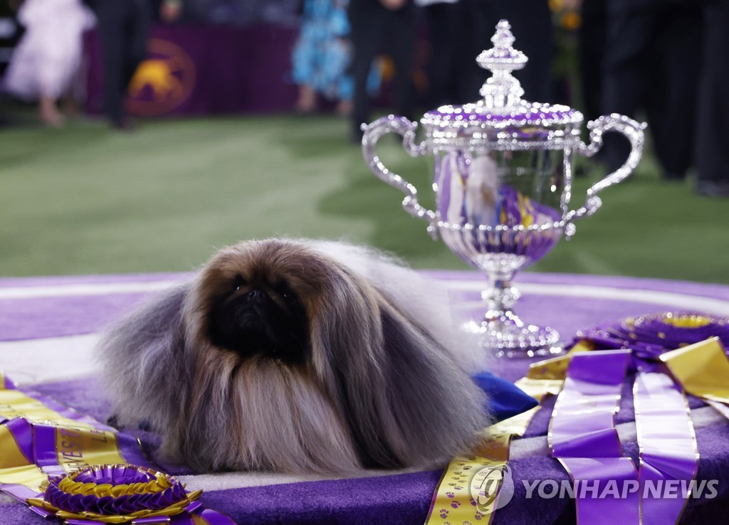 WESTMINSTER DOG SHOW
