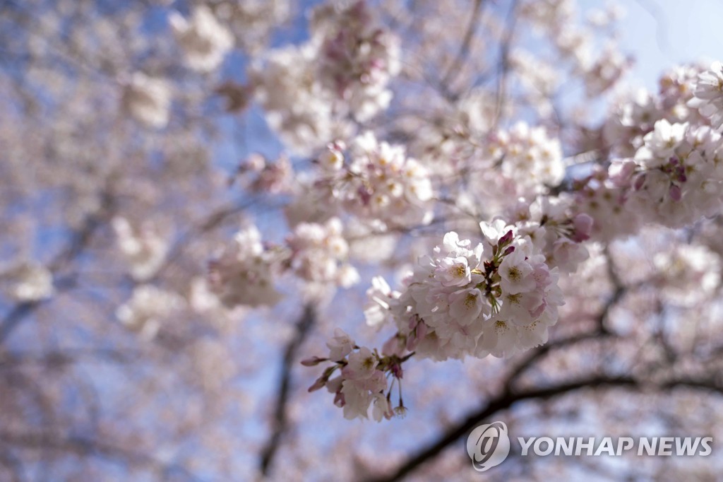 CHERRY BLOSSOMS