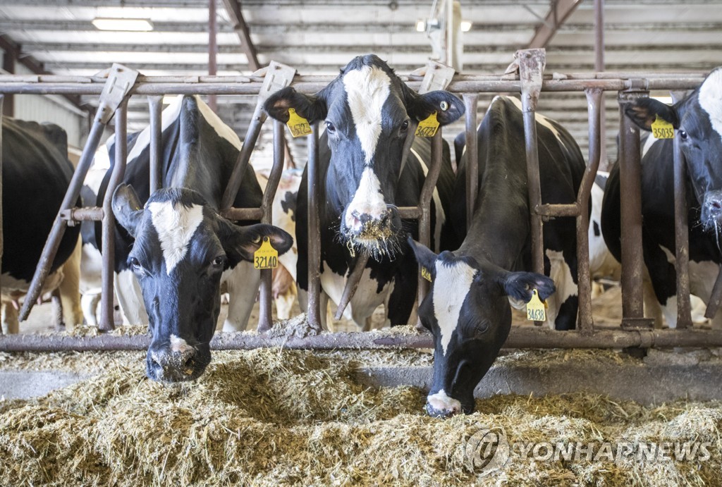 중국 농장의 소 [신화=연합뉴스 자료사진]