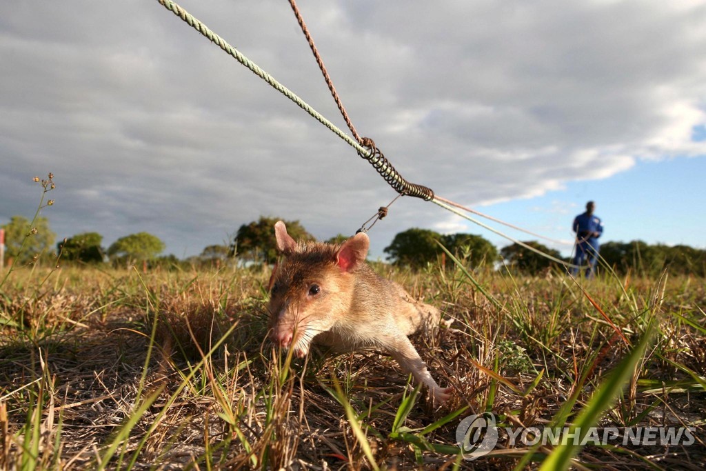 MOZAMBIQUE RATS DETECT LANDMINES