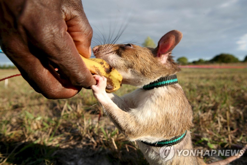 MOZAMBIQUE RATS DETECT LANDMINES