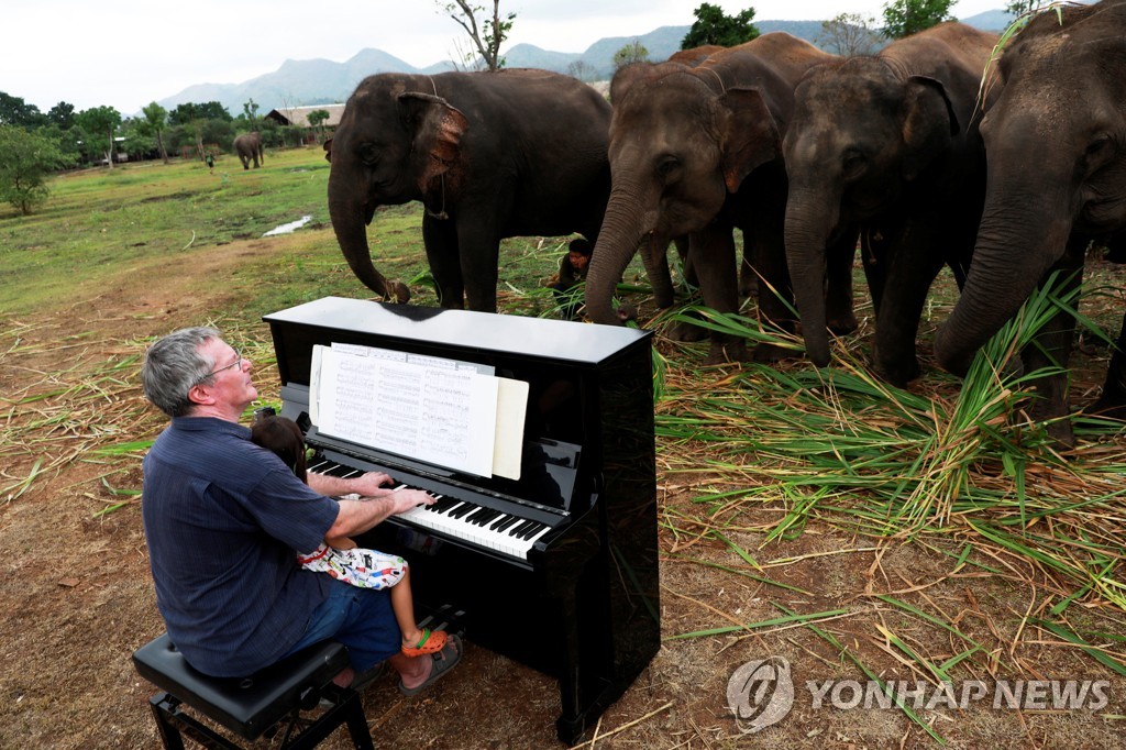 아픈 코끼리들을 위한 특별한 피아노 연주