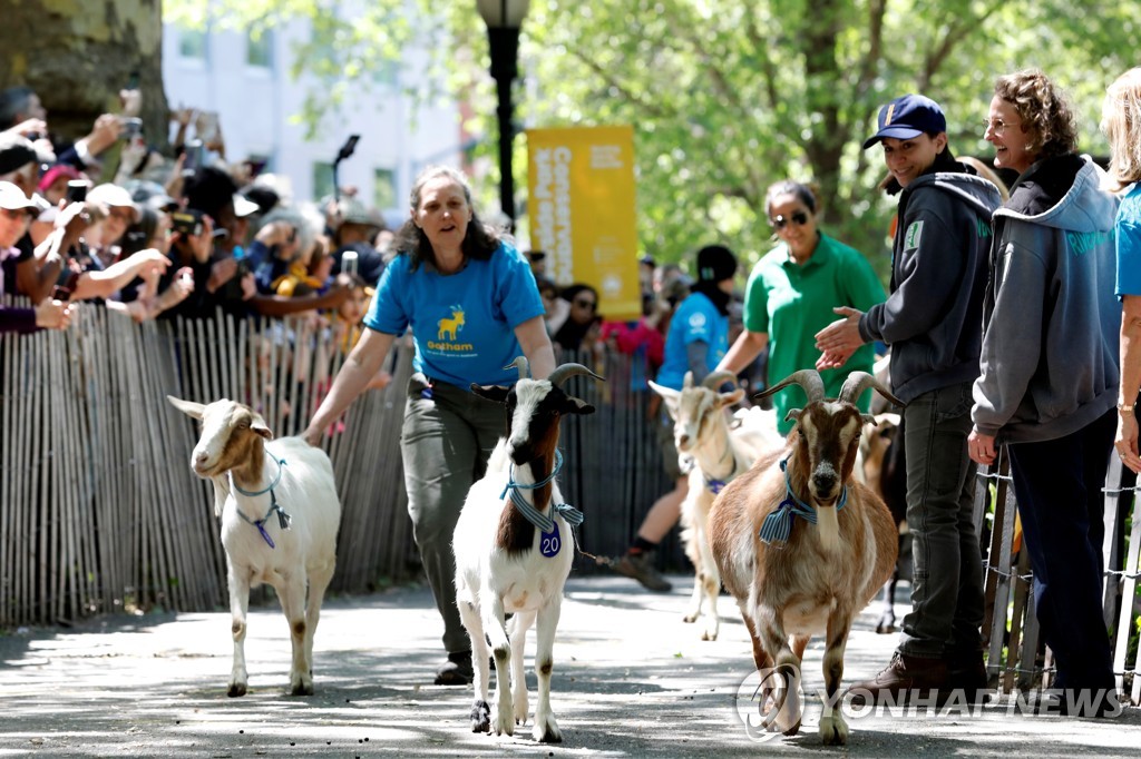 NEW YORK-GOATS/