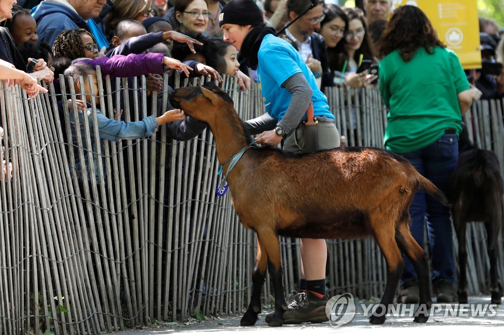 NEW YORK-GOATS/