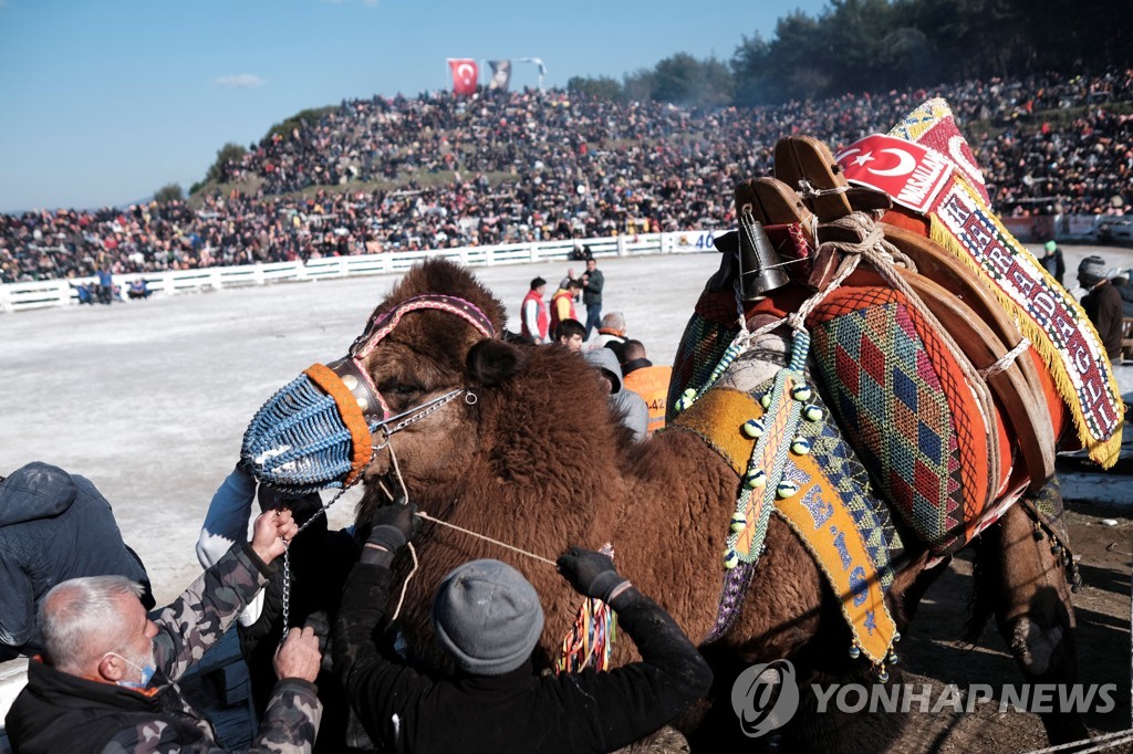 TURKEY-CAMEL/