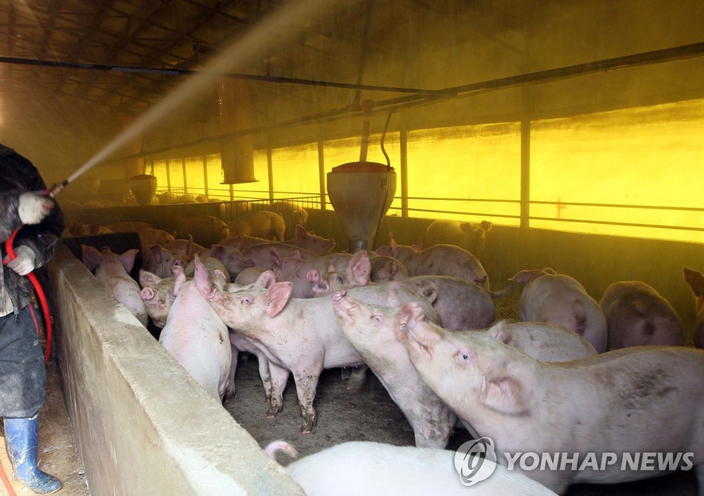 돼지구제역 백신 항체형성률 50%대로 추락…농가 우려 - 1