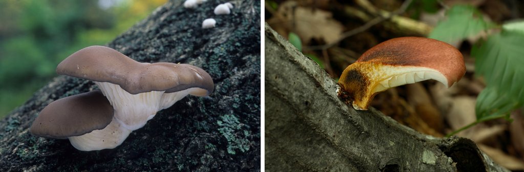 '식용버섯과 비슷한 독버섯 조심하세요'
(포천=연합뉴스) 산림청 국립수목원은 늦여름과 초가을에 많이 발생하는 독버섯 중독을 주의하라고 당부했다. 왼쪽 사진은 식용버섯인 느타리 버섯. 오른쪽 사진은 독버섯인 화경버섯. 2012.8.27 <<국립수목원 제공>>
andphotodo@yna.co.kr
