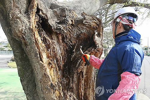 외과수술 받는 제주 팽나무