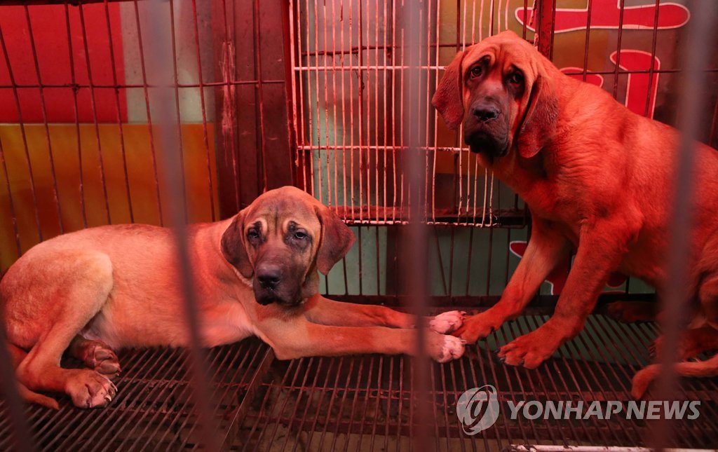 창살에 갇힌 개