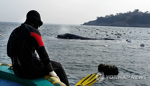 41년만에 나타났다가 사라진 긴수염고래