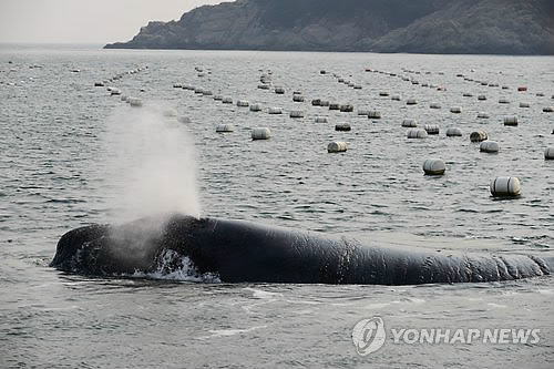 41년만에 나타났다가 사라진 긴수염고래