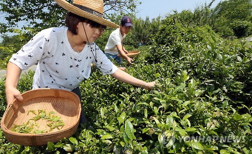 하동 녹차(연합뉴스 자료사진)